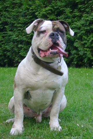 Double Peeter's Brandon of V8