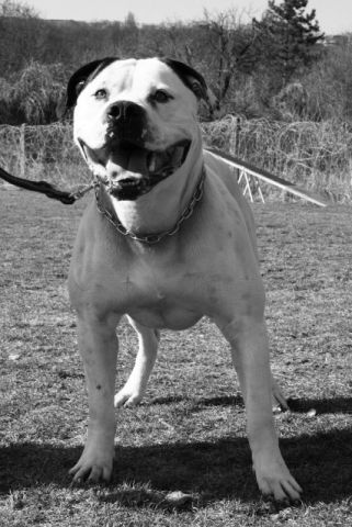 Four Roses Argus (Napoleon)