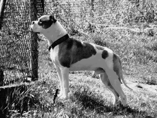 Koci’s Butch of Grufik